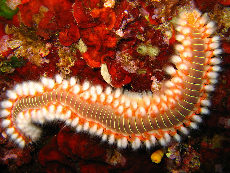 Comprehensive Information about Bristle Worms - Arcreef.com