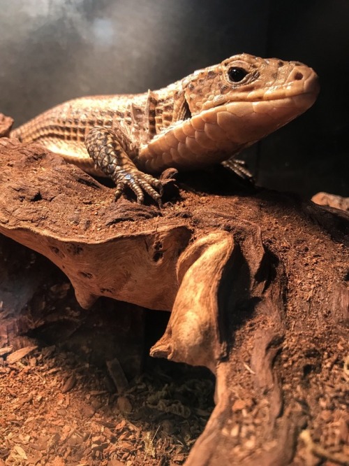 Little dragon in shed