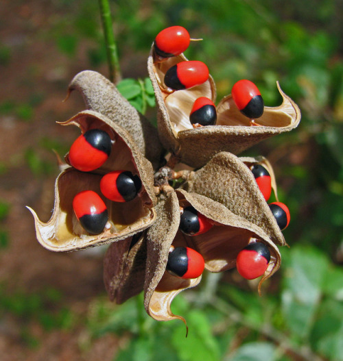 sevenpencee:The Rosary Pea, (Abrus precatorius) named so for...