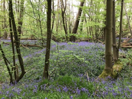 jillraggett:Plant of the DayMonday 30 April 2018The students...