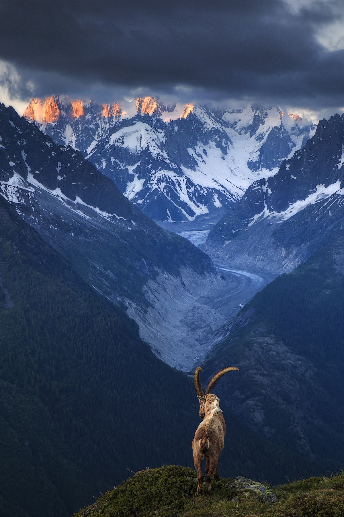 sitting-on-me-bum: “ Alpine Ibex taken in Chamonix, France Photographer: Sven Broeckx ”