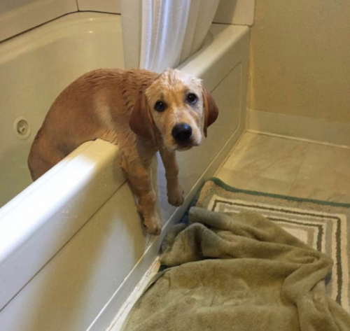 animalrates:This is Jim. He appears to be stuck. Had a lovely...