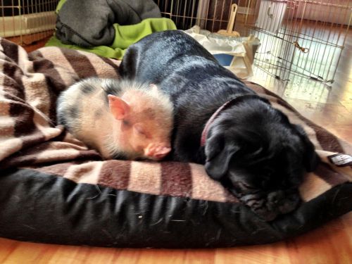 awwww-cute:Dog and Little Pig taking a Nap