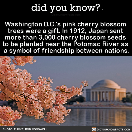 washington-dcs-pink-cherry-blossom-trees-were