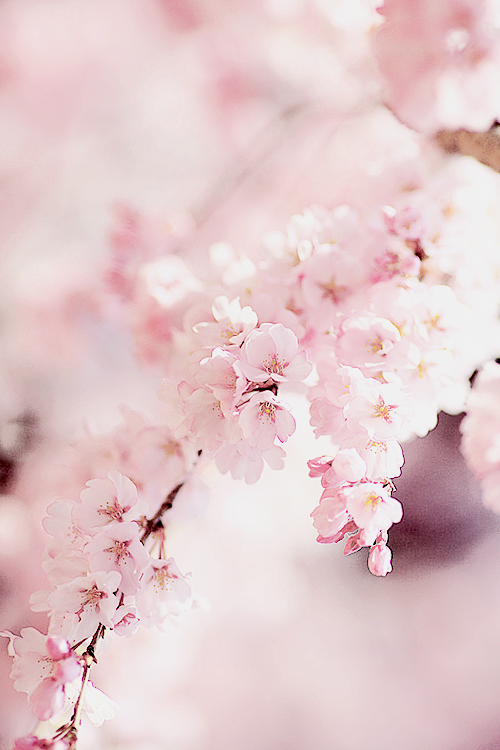 yuffii:Sakura in the Spring (by phtg)