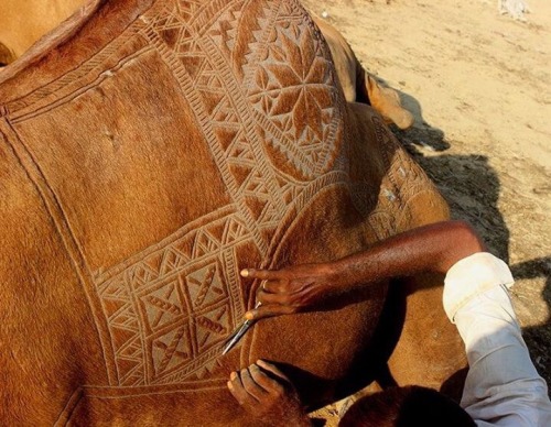 surbeat:Eid Mubarak: The art of camel barbering in Pakistan.