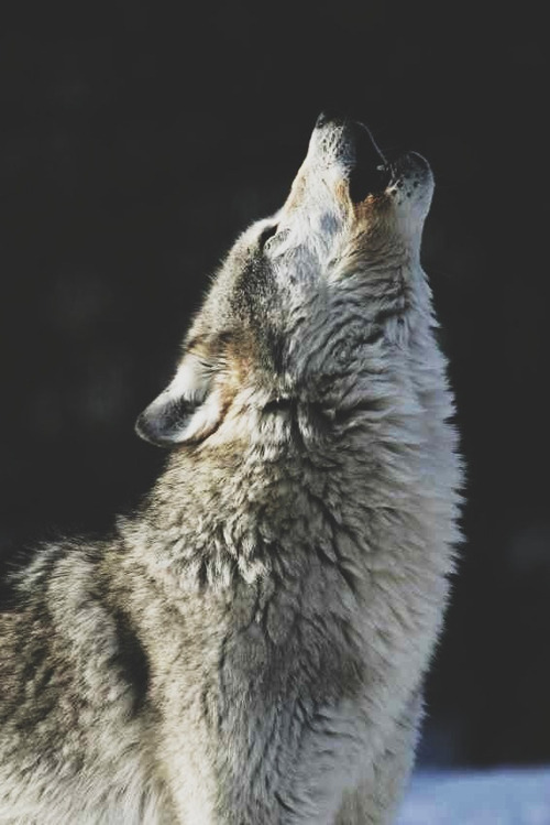 howling wolf on Tumblr