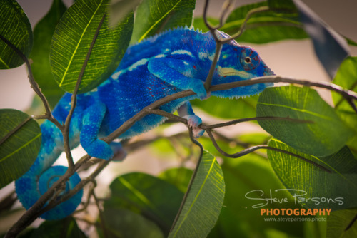 lovingexotics:Panther Chameleon Furcifer pardalis Source:...