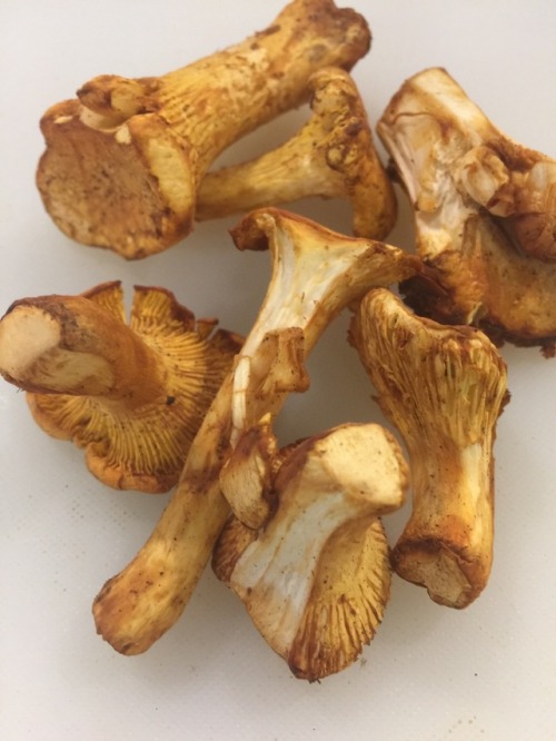 Chanterelles