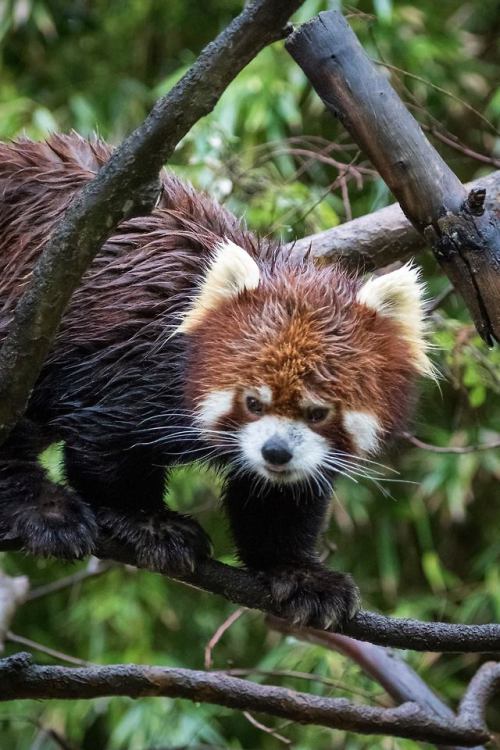 sdzoo:The Chinese name for the red panda is “hun-ho,” meaning...