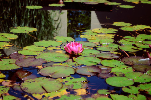 monalunasimone:Pink water lillies