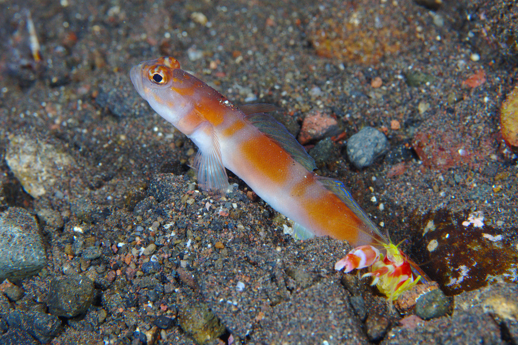 Let's do Some Zoology! - Randall’s Pistol Shrimp (Alpheus randalli) Also...