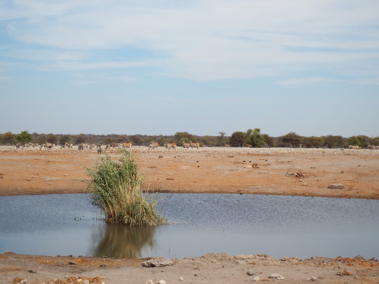 Campamentos PN Etosha: Okaukuejo, Halali, Namutoni -Namibia - Foro África del Sur