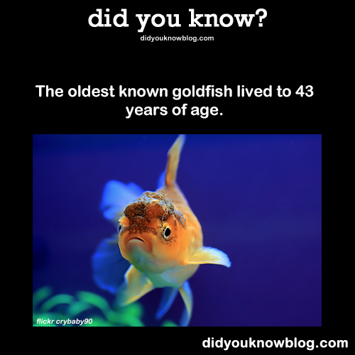 Scales Tails Wings and Things, did-you-kno: The oldest known goldfish ...