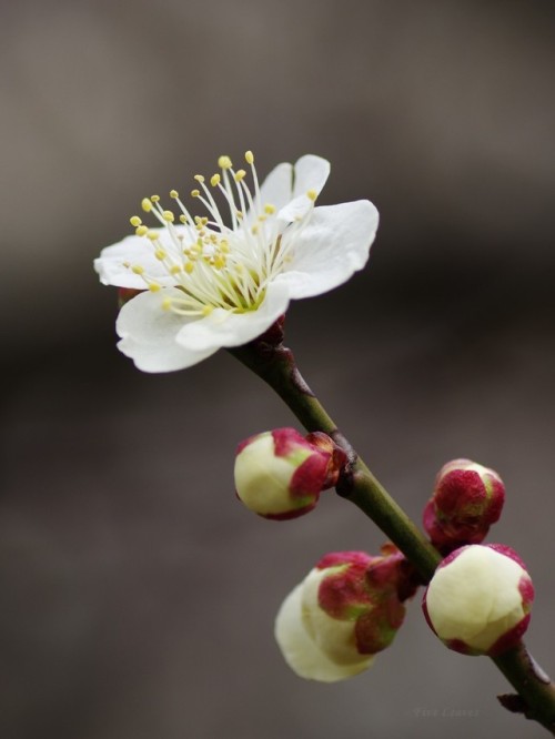 uyamt:梅　「玉英（ぎょくえい）」Ume blossoms / Japanese apricot ‘Gyokuei’