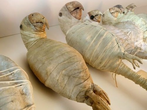 egowave:theoddcollection:Parrot mummies.