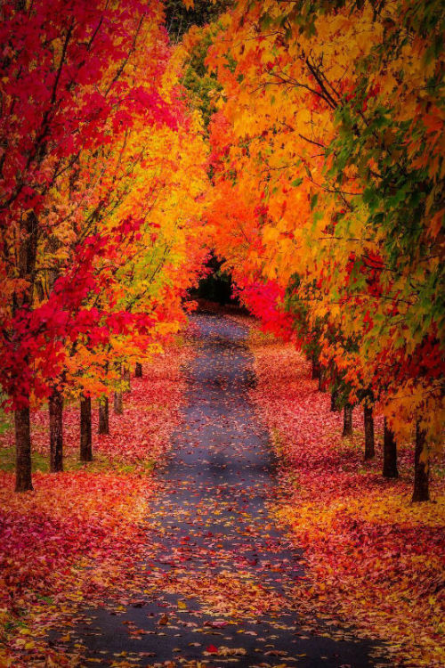 maureen2musings:Fall road in Oregongettyphotography