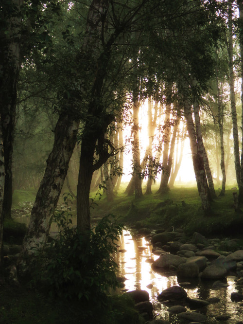 The Wild Faery Dance