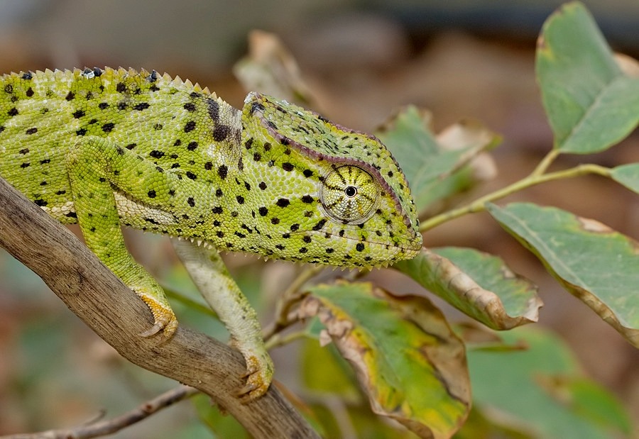 The slower you go the bigger your world gets • Senegal chameleon ...