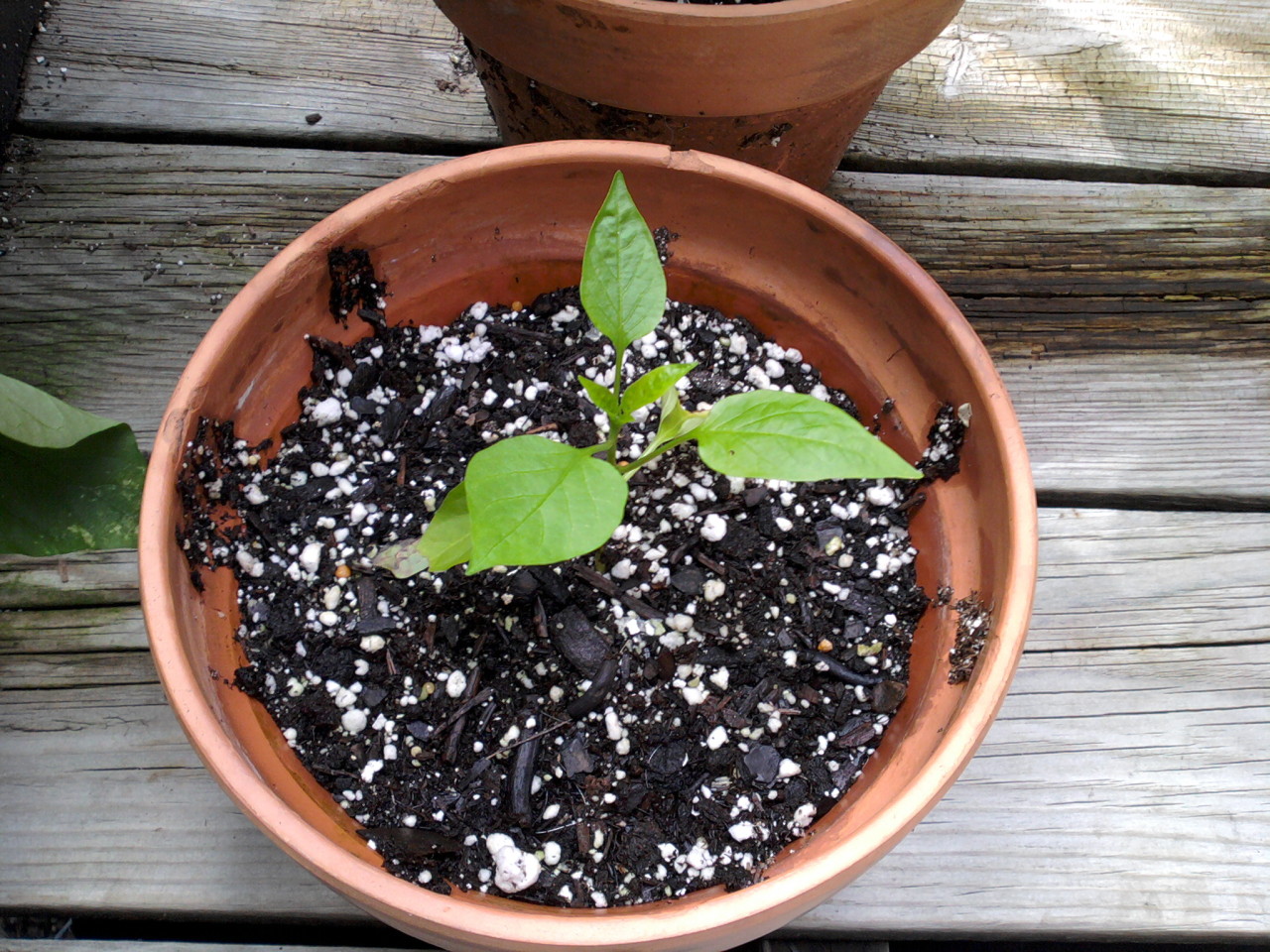 one tiny pepper seedling in a terracotta pot