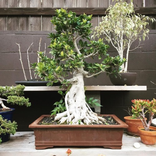 Bonsai Workshop is cancelled for Saturday as it is 90% chance of...