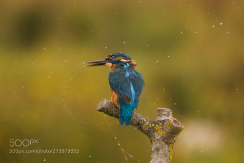 tropical avian birdwatching exotic ornithology nectar jiali center yuyuan tan cavenagh bridge hong k