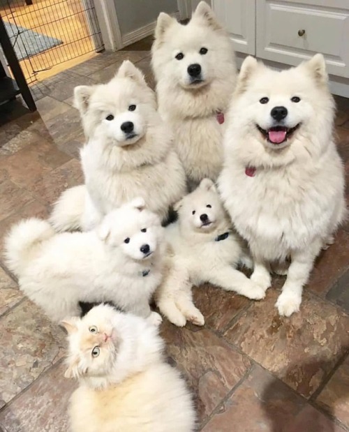 happifying-things: bymiss_poppet_the_samoyed