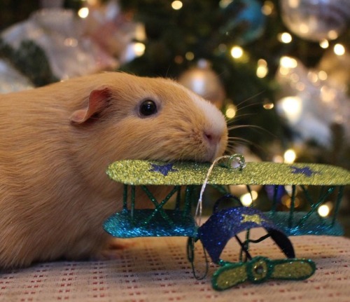 guineapiggies:by wonderful.piggies