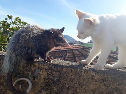 catsbeaversandducks:Baby The Opossum And Diego The CatBest...