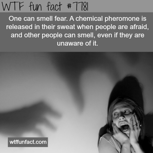 the-smell-of-fear-wtf-fun-facts