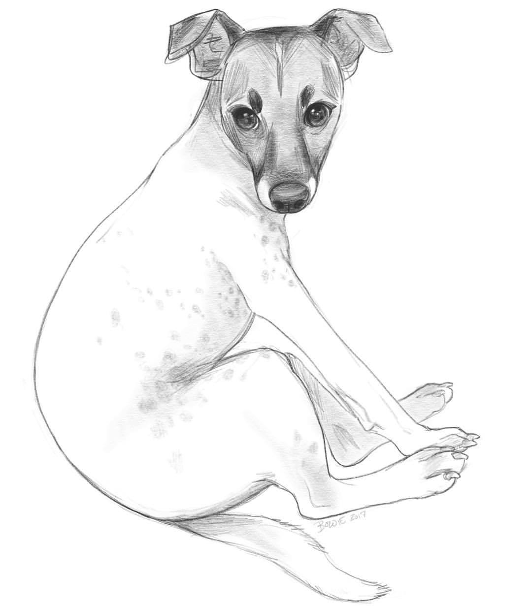 sketch portrait of a friend’s jack russell!... | Bowie Sullivan