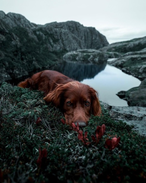 escapekit:Meet Troja: The Irish Setter Photographer George...