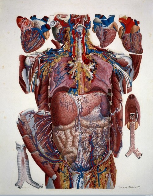 blunt-science:The Extremely Detailed Anatomical Artworks of the...