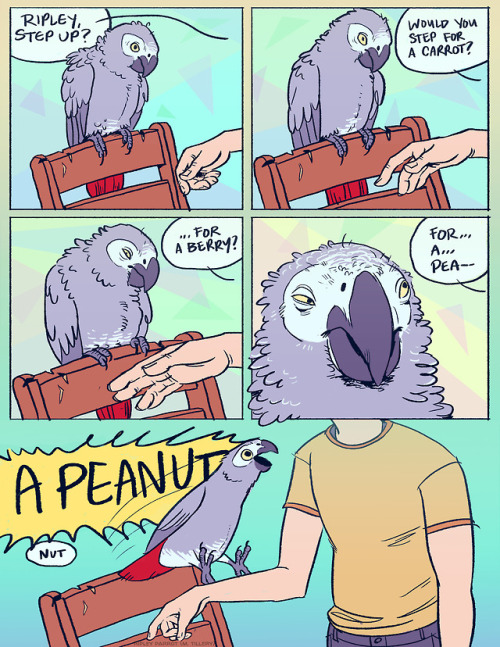 draconym:draconym:Did you know: parrots are susceptible to...