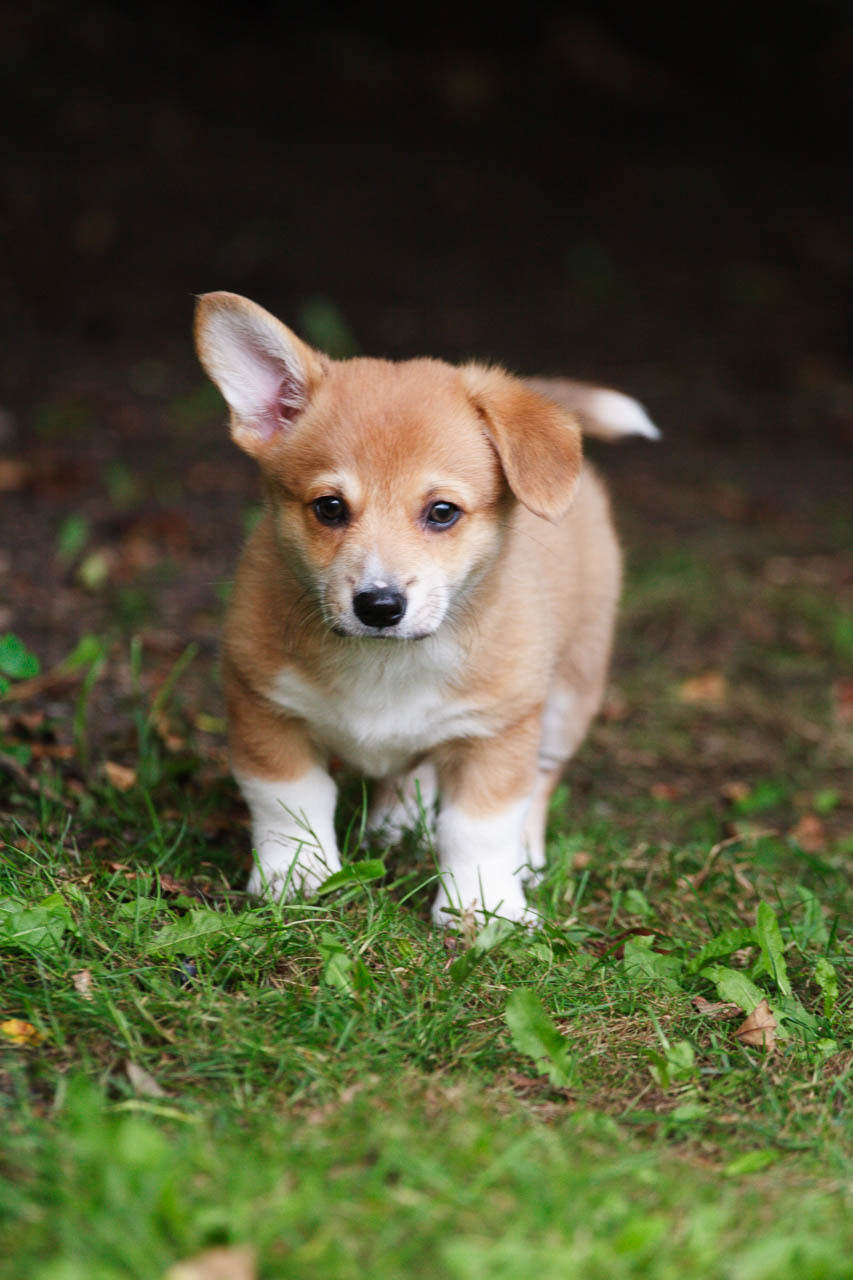 Yas Corgis — nellofoxford: Nell, day three with us, eight...