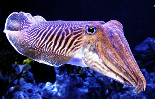 tsunamisamm:some of my favorite images of the cuttlefish