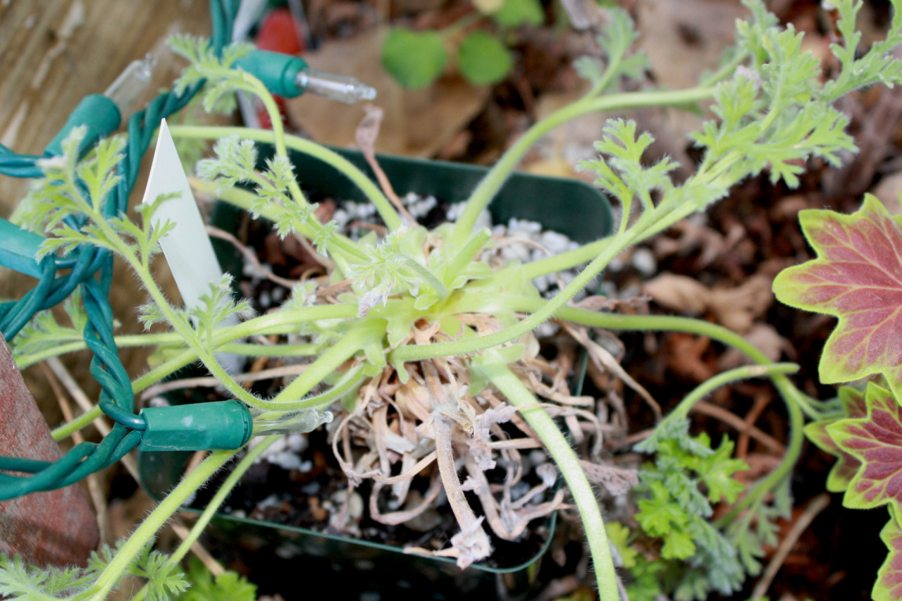 A brown, dead-looking clump of plant with a bunch of new green growth coming from the top of it