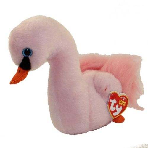 swan bird