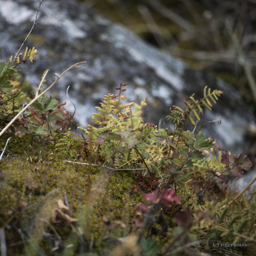 riverwindphotography:A Natural Rock Garden: Beartooth...