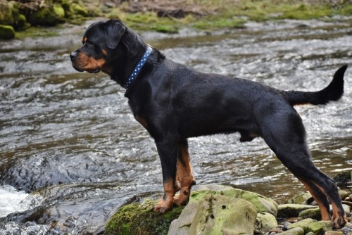 ollietherottweiler:My favourite pictures of Ollie in Yorkshire