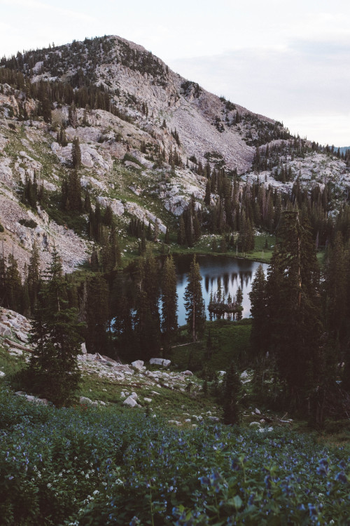 jakeallisonphoto:Bluebell above Lake Marthaig:...