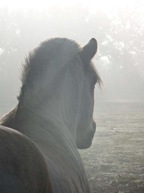 fjord horse horses foggy morning