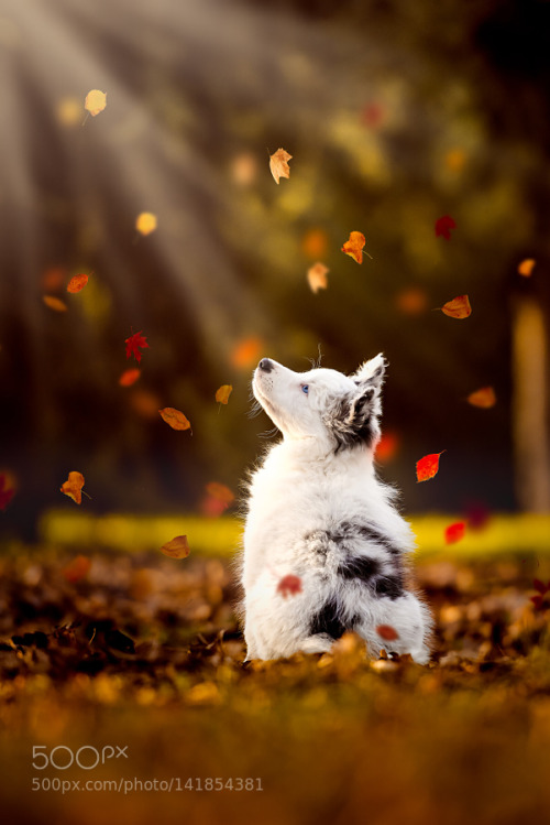 zenontheseas:Autumn memories by CeciliaZuccherato