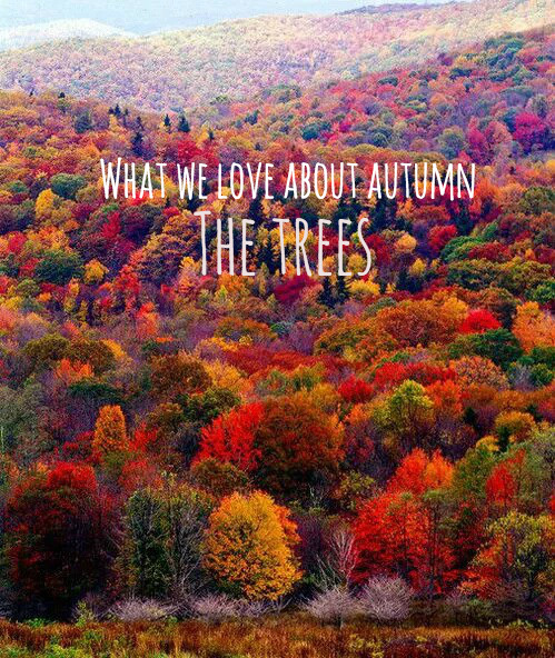 autumn trees on Tumblr