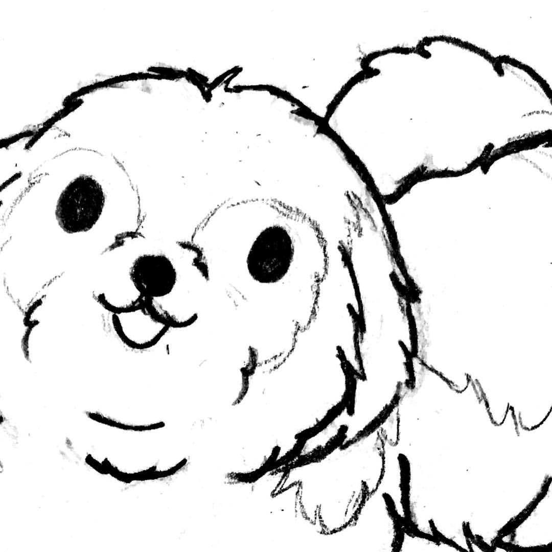 Kawaii Shih Tzu Drawing : 14 amazing facts about shih tzu ? - Koplo Png