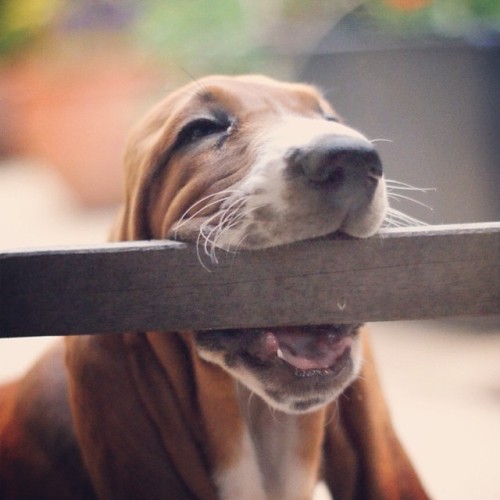 cute-overload: