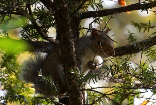 inrumford:acorn in paw