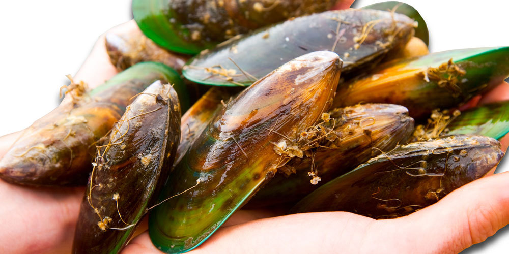 Kabuklu su ürünleri toksik alg varlığını nasıl haber veriyor?
