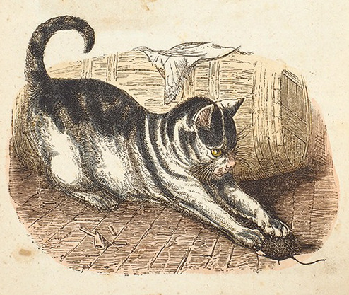 Cat illustration from a Russian 1865 book