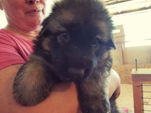 neromyhero:Hey everyone! Meet Nero, my new German Shepherd...